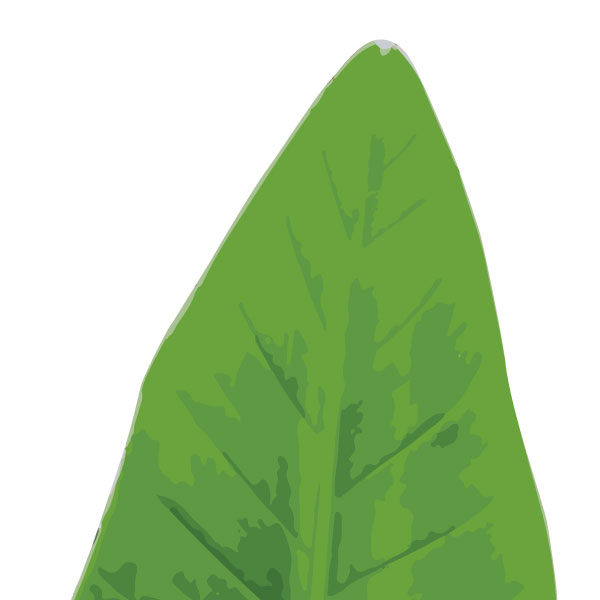 banana-tree-leaf-art-print-a4-a3-closeup